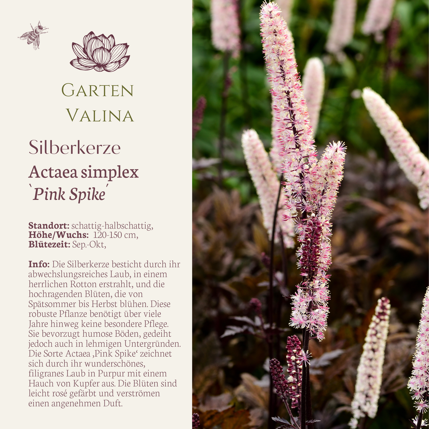 Silberkerze `Pink Spike´