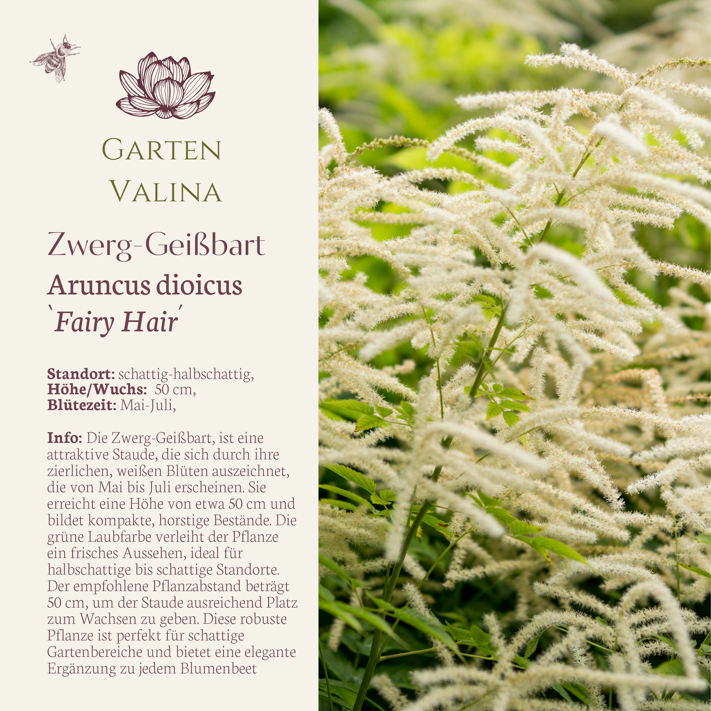 Zwerg-Geißbart `Fairy Hair´