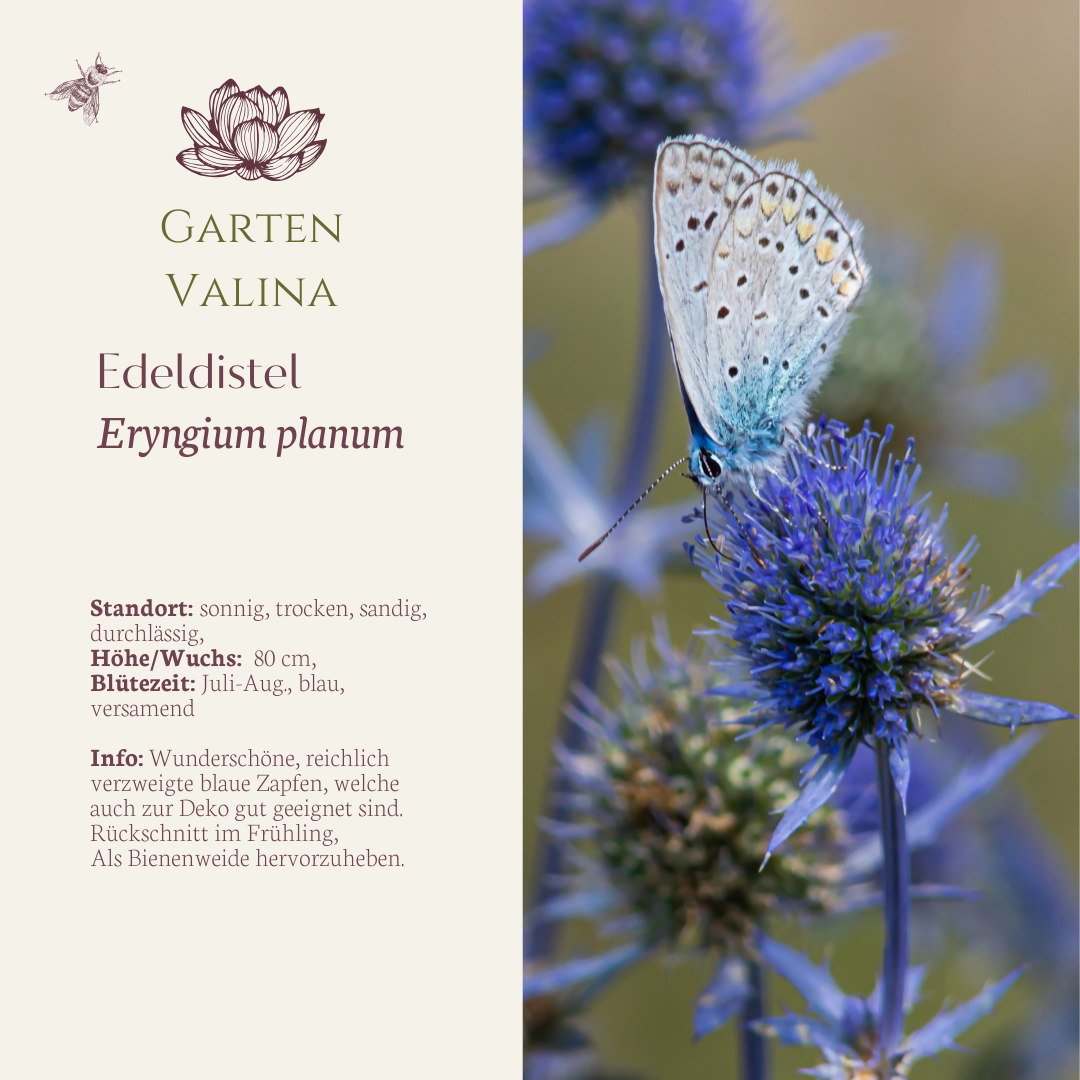 Edeldistel - Flachblatt-Mannstreu