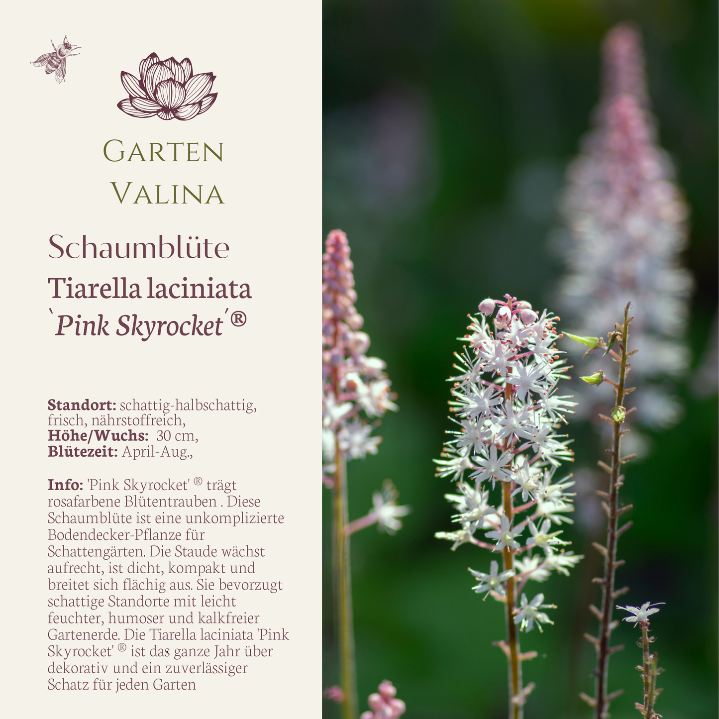 Tiarella laciniata `Pink Skyrocket´®