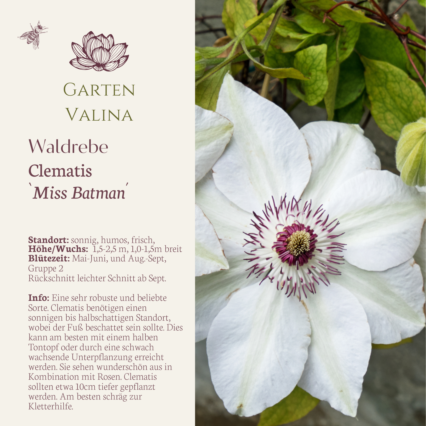 Clematis `Miss Bateman´