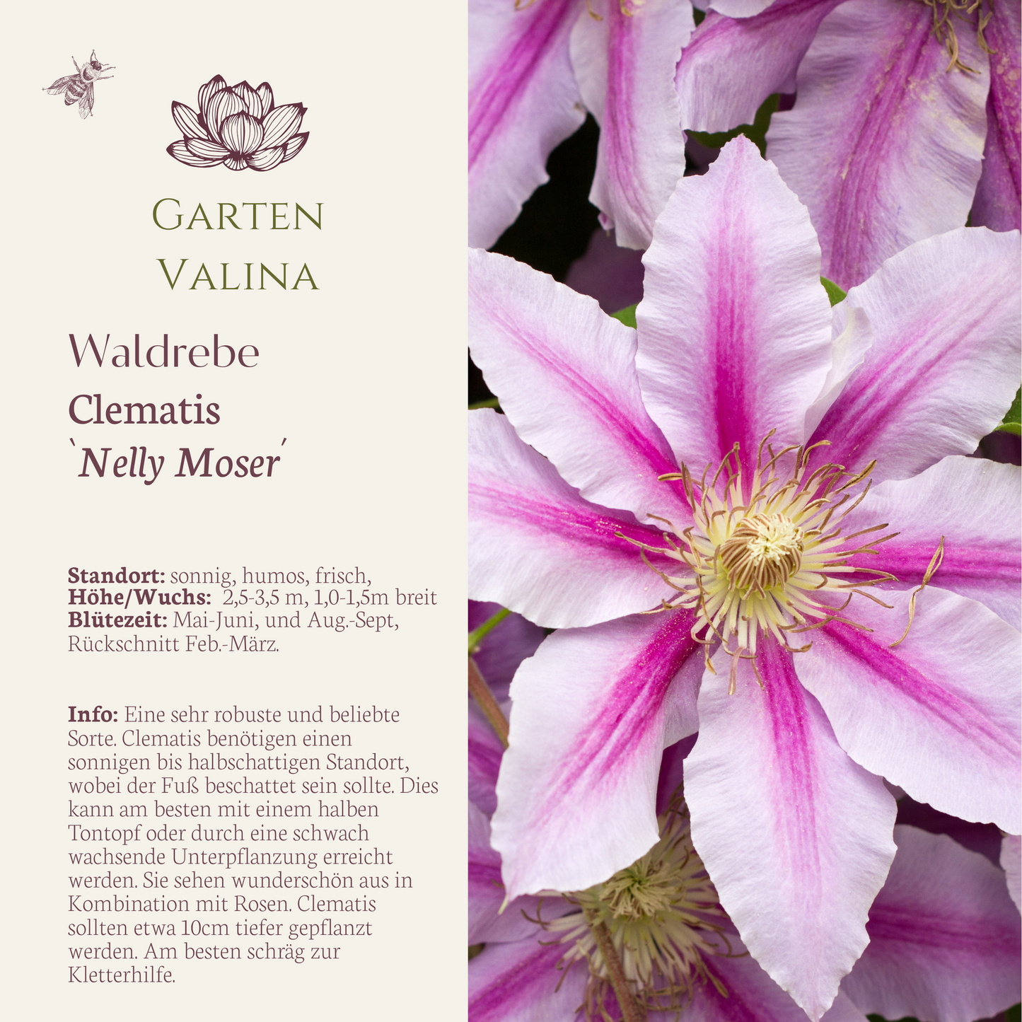 Clematis `Nelly Moser´
