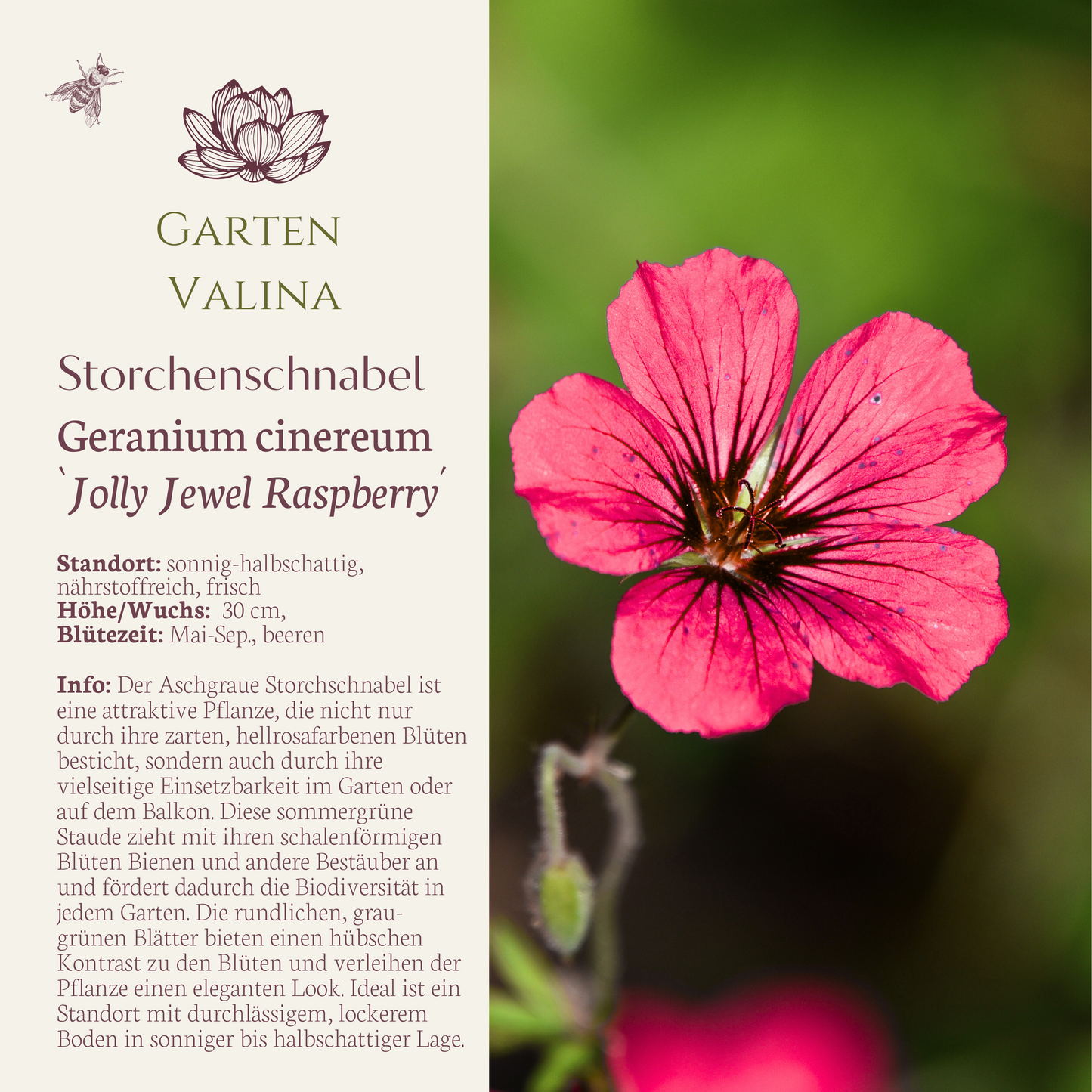 Storchenschnabel `Jolly Jewel Raspberry´