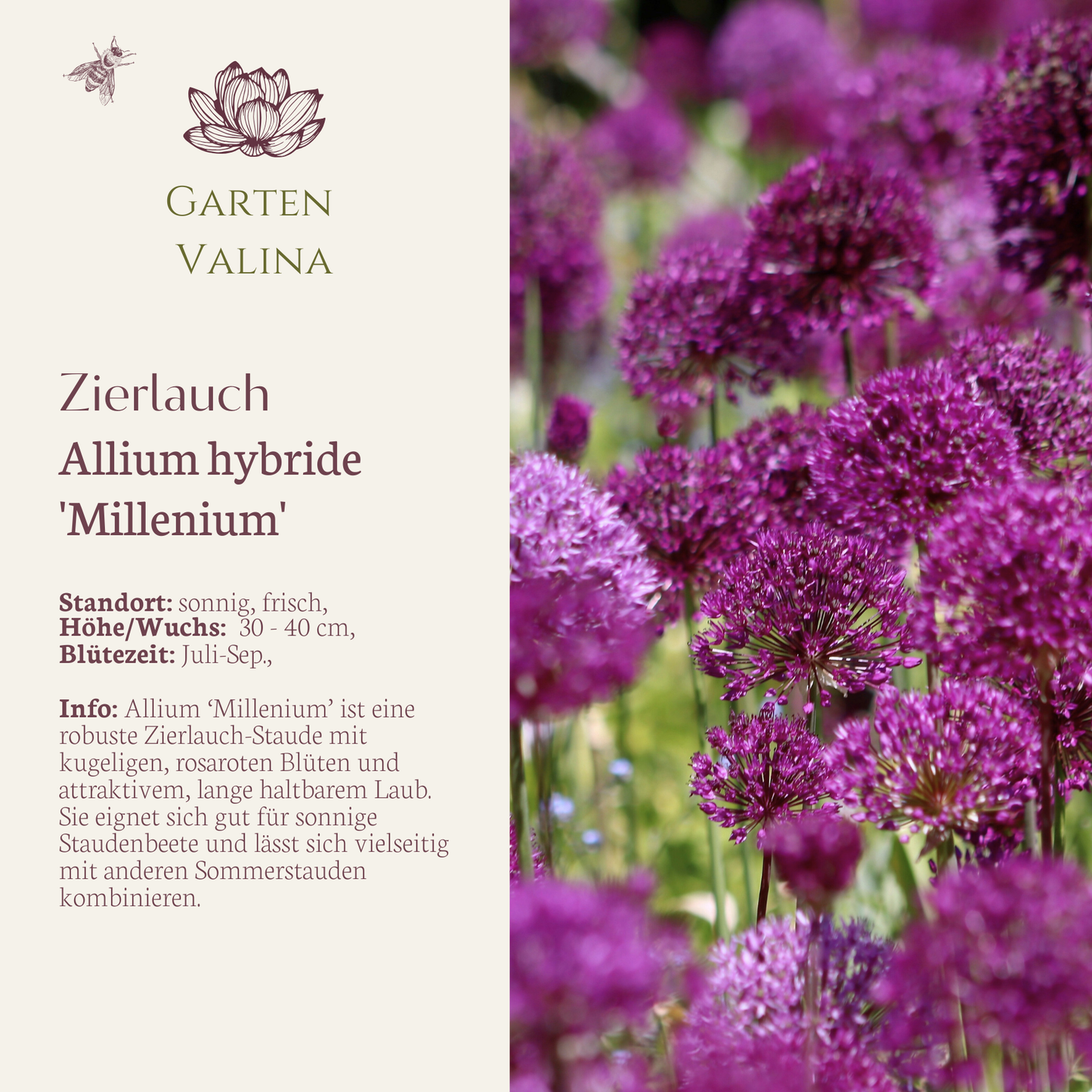 Zierlauch `Millenium´
