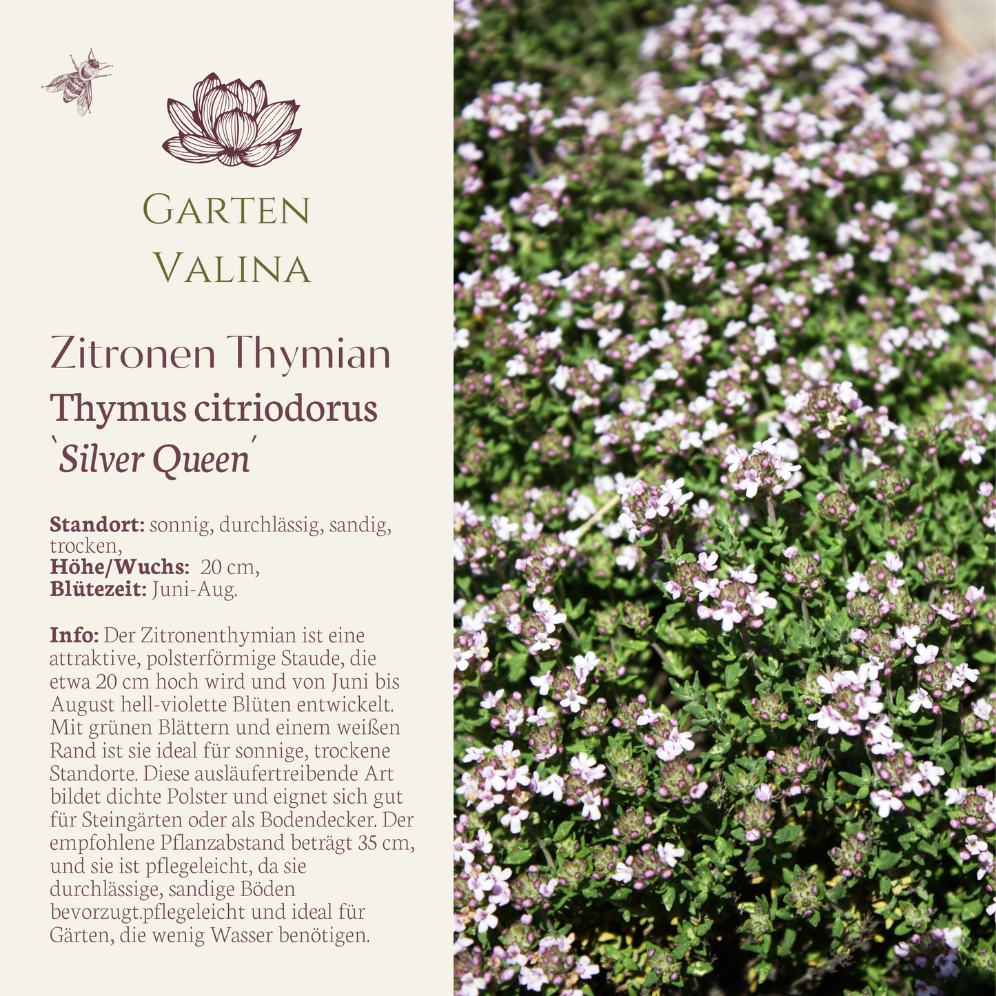 Zitronen Thymian `Silver Queen´