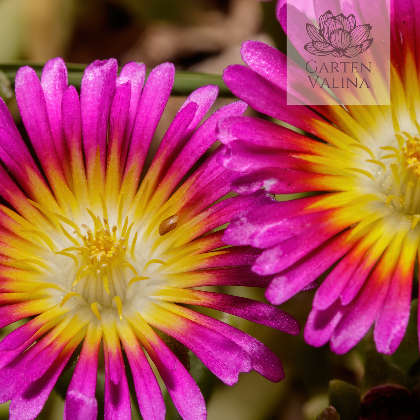 Mittagsblume `Delmara Fuchsia´
