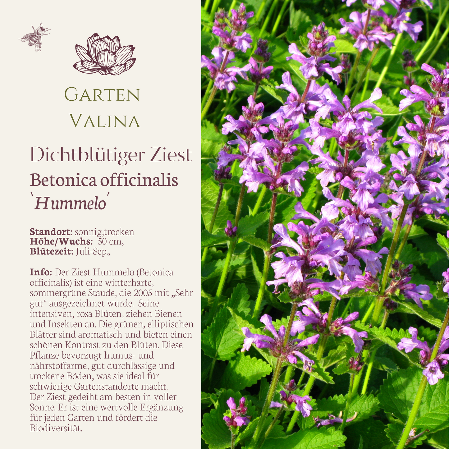 Dichtblütiger Ziest 'Hummelo' Betonica officinalis 'Hummelo' Purpur-Ziest