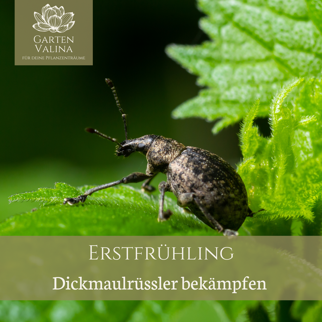 Erstfrühling: Dickmaulrüssler bekämpfen