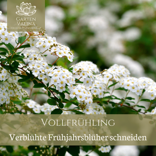 Frühlingsblüher die jetzt geschnitten gehören