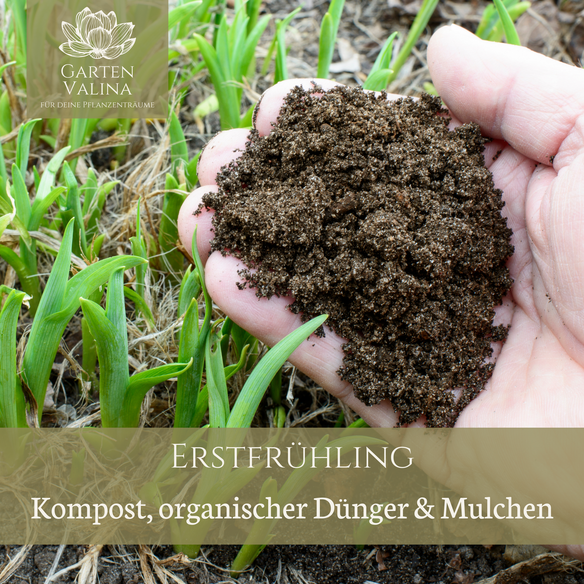 welchen dünger für hanf Hanf Dünger Indoor Grow Green Grower Blütedünger 0,5L – Für Cannabis, Hanf,  Indoor-Grow, Mineralisch & Schnellwirkend Mungbohnen Bio