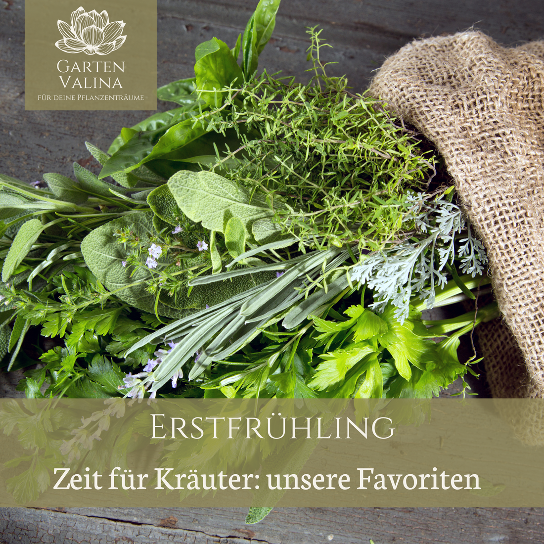 Erstfrühling Zeit für Kräuter: unsere Favoriten