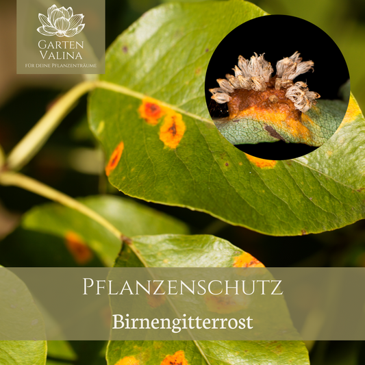 Pflanzenschutz: Birnengitterrost