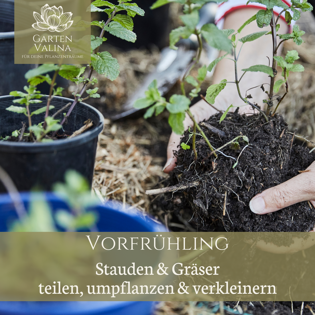 Vorfrühling: Stauden & Gräser teilen, umpflanzen & verkleinern
