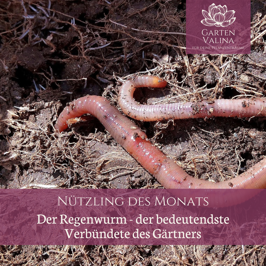 Nützling des Monats Der Regenwurm – der bedeutendste Verbündete des Gärtners