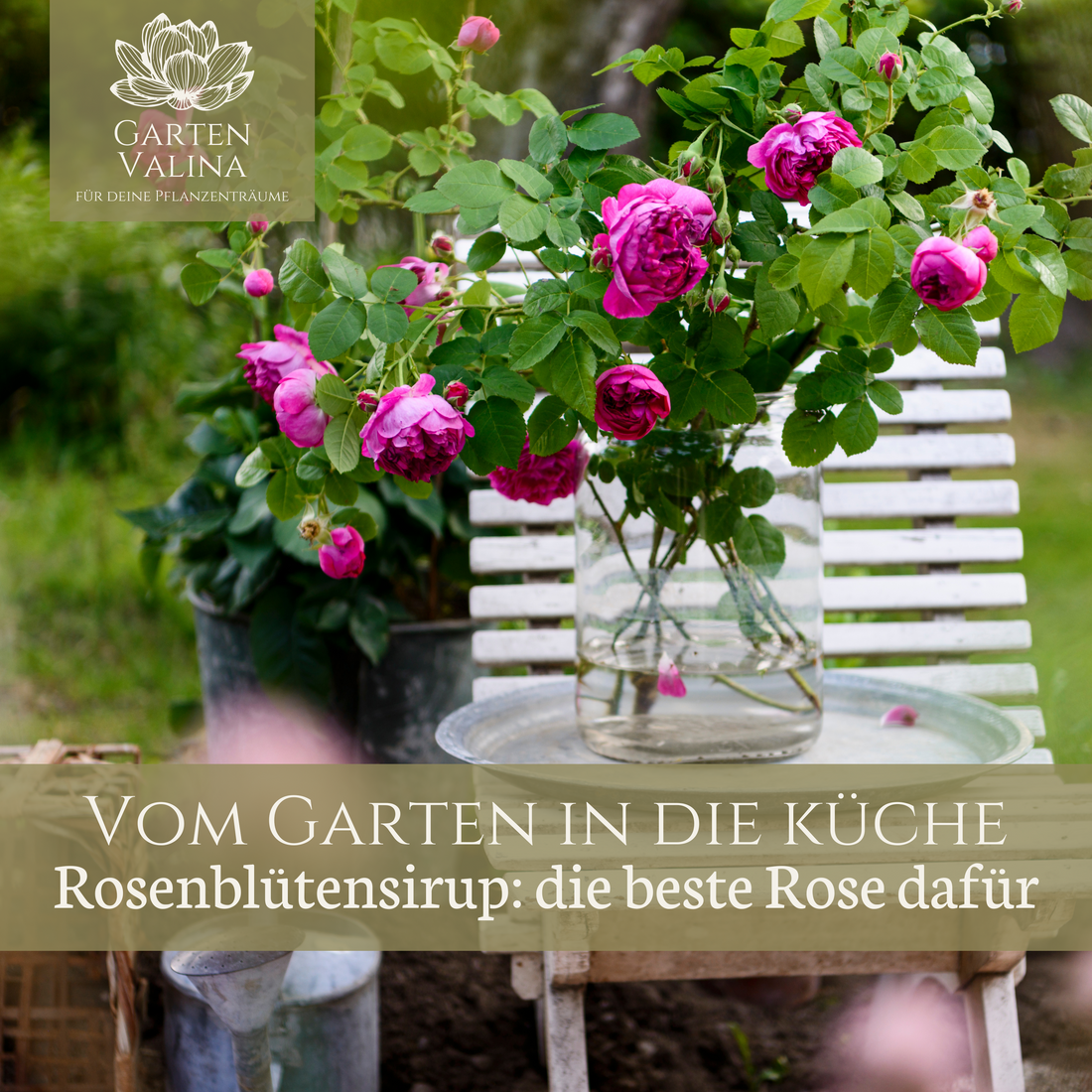 Vom Garten in die Küche: Rosenblütensirup die beste Rose dafür