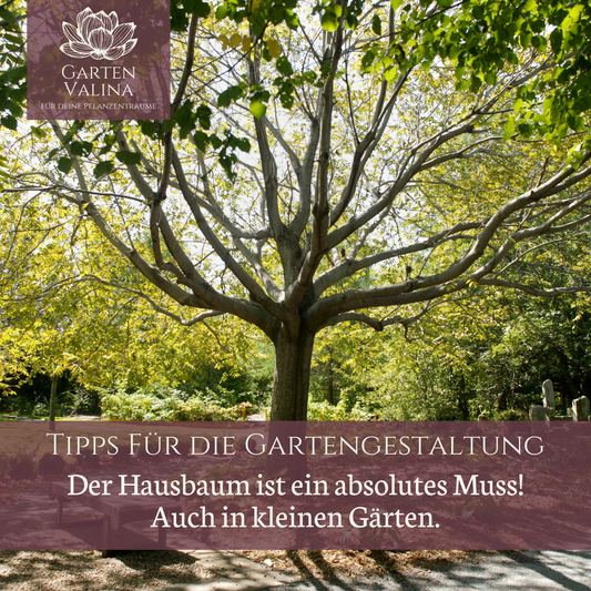 Tipps für die Gartengestaltung: Der Hausbaum ein absolutes Muss! Auch in kleinen Gärten.