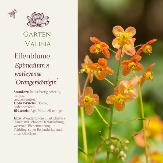 Elfenblume `Orangenkönigin´