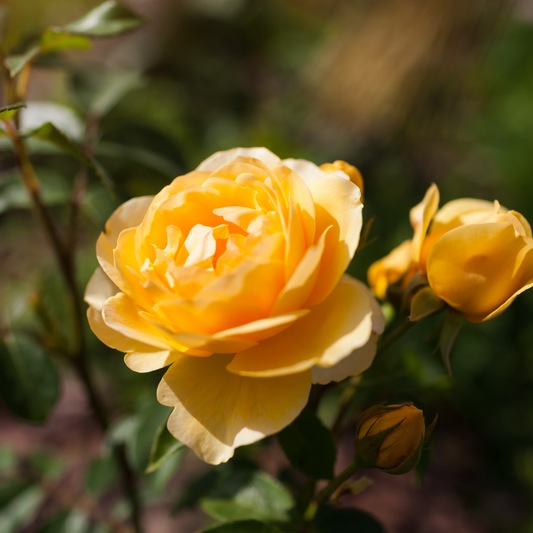 Rosa Engl. Rose 'Graham Thomas'