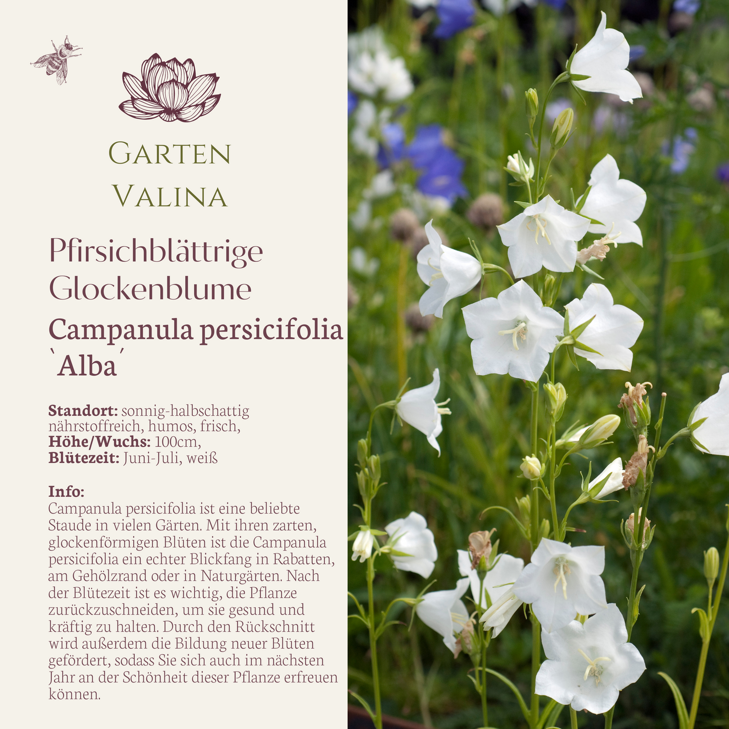 Pfirsichblättrige Glockenblume `Alba´ Campanula persicifolia