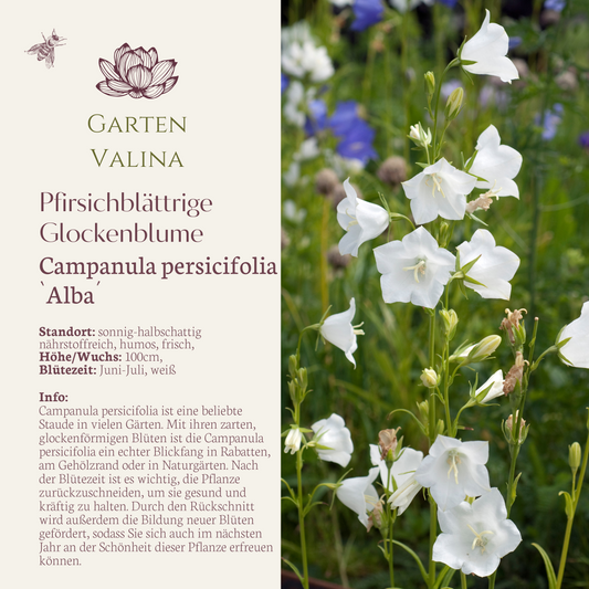 Pfirsichblättrige Glockenblume `Alba´ Campanula persicifolia