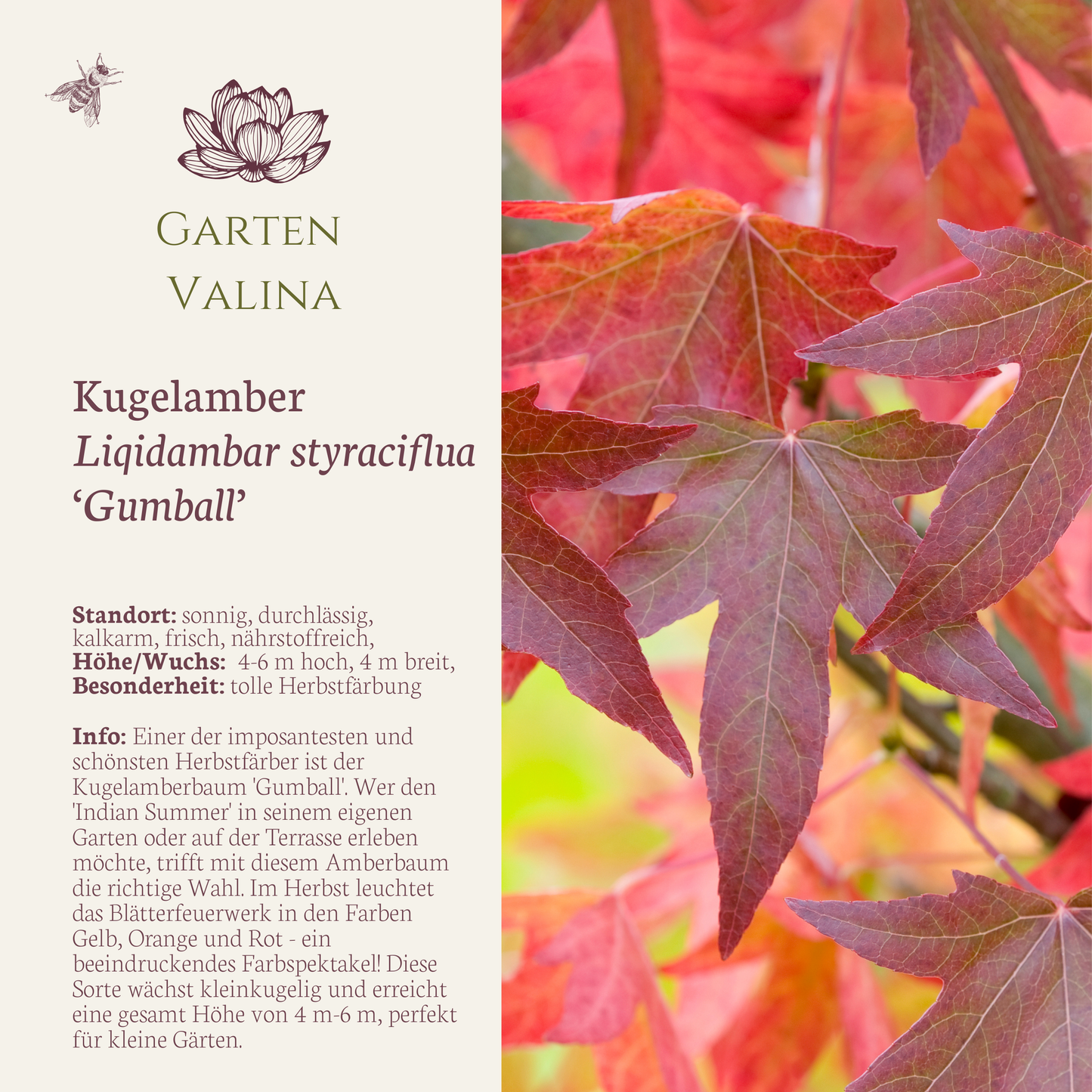 Kugel-Amber Liqidambar styraciflua `Gumball’