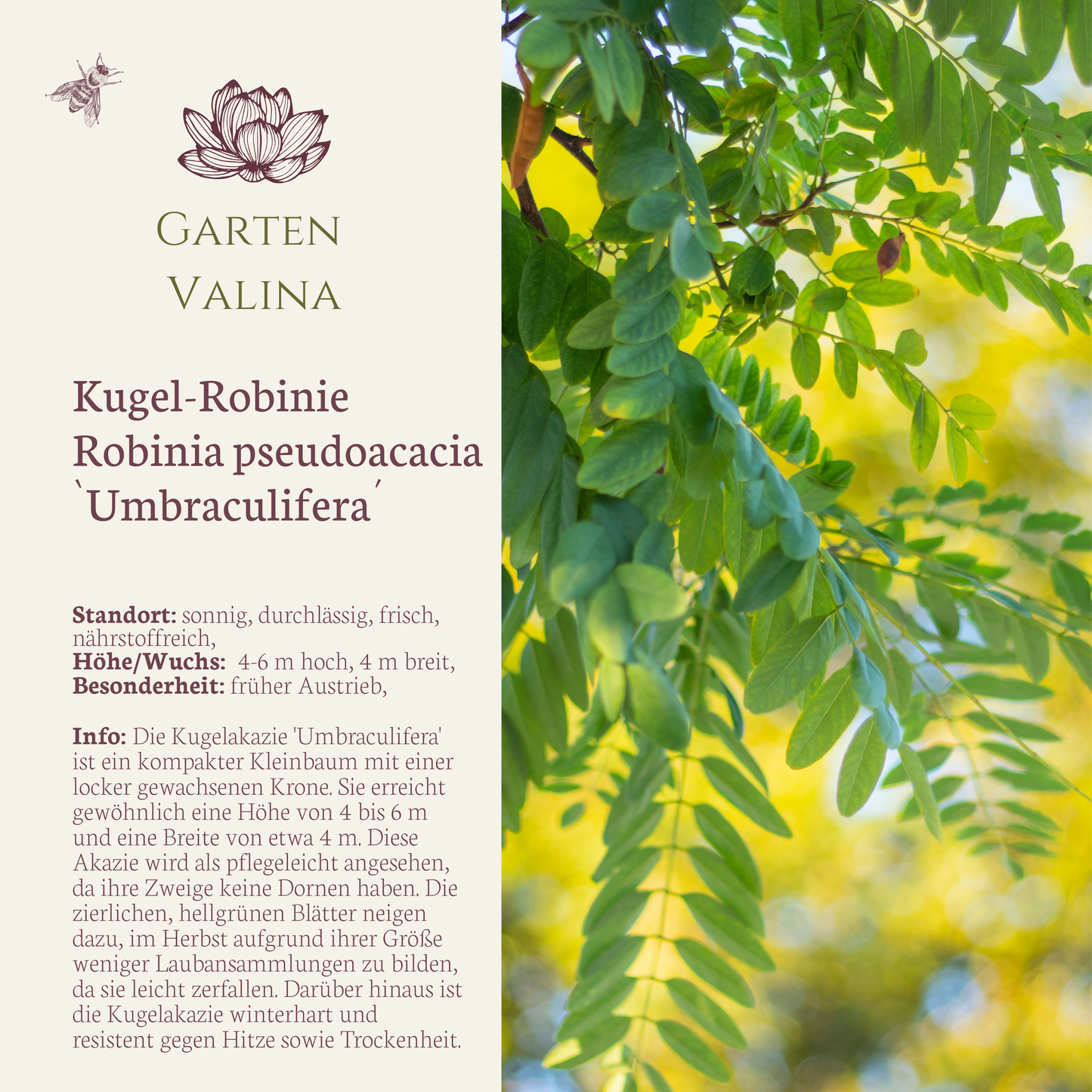 Kugel-Akazie Robinia pseudoacacia `Umbraculifera´