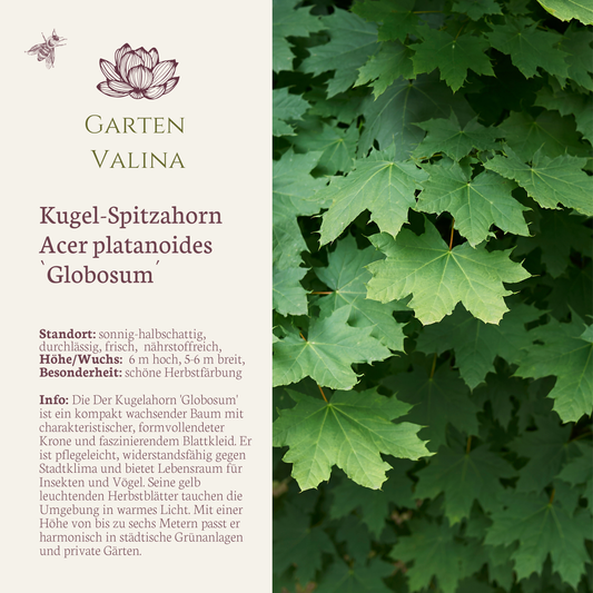 Kugel-Spitzahorn Acer platanoides `Globosum´