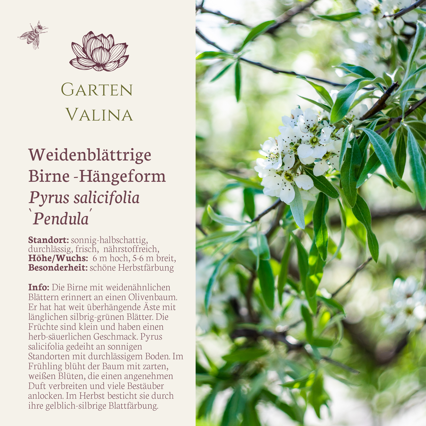 Weidenblättrige Birne -Hängeform Pyrus salicifolia `Pendula´