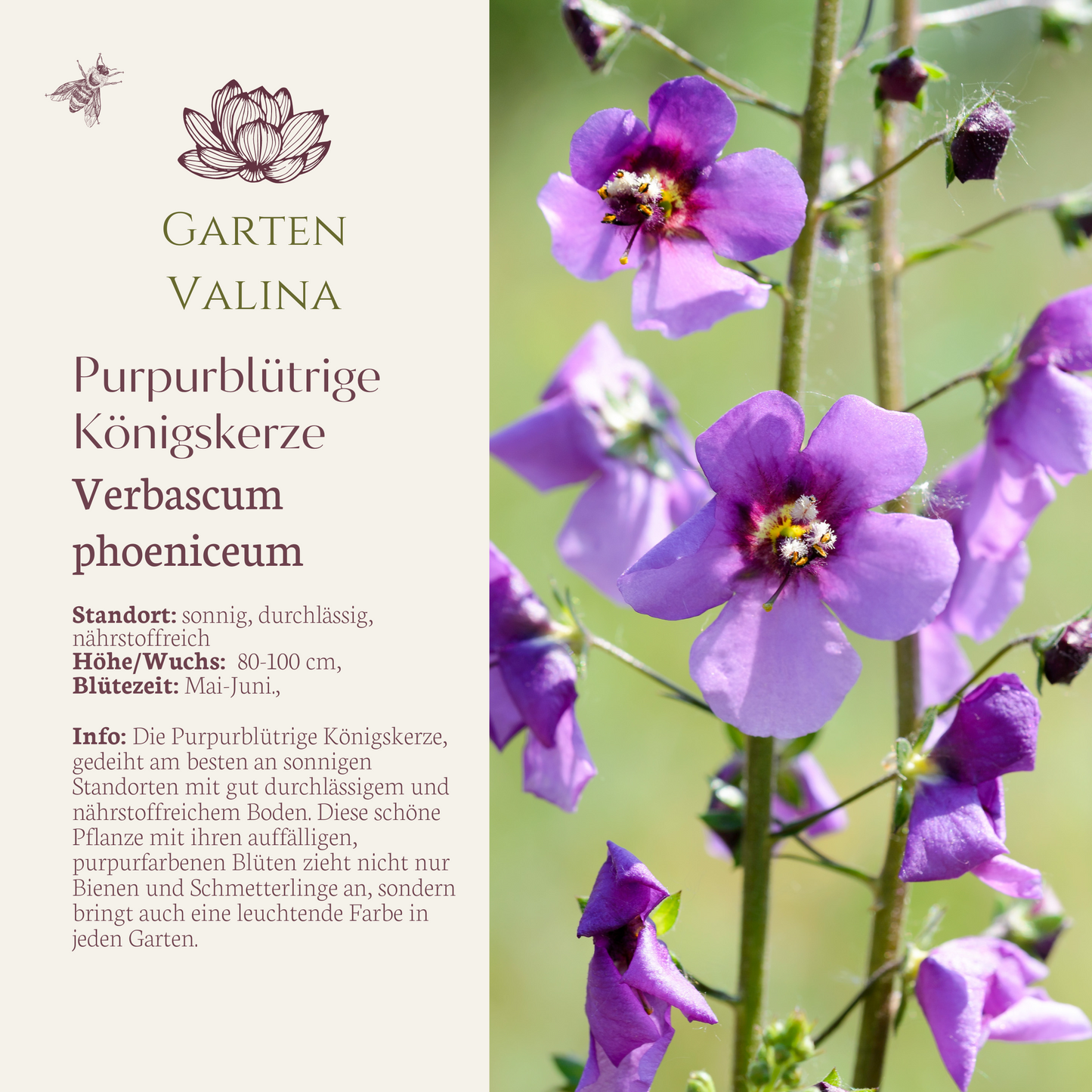 Purpur Königskerze Verbascum phoeniceum `Violetta´