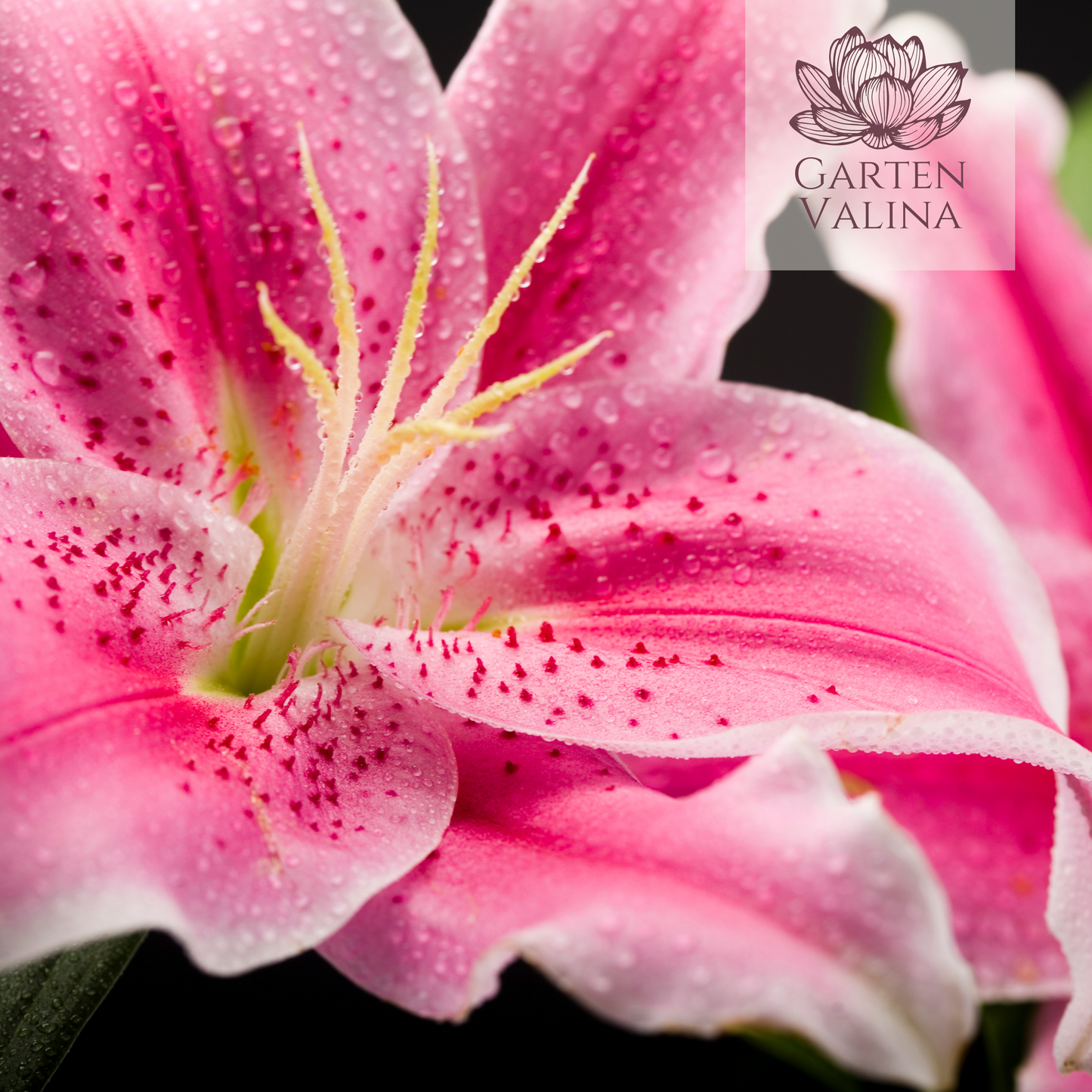 Gartenlilie `After Eight´ Lilium