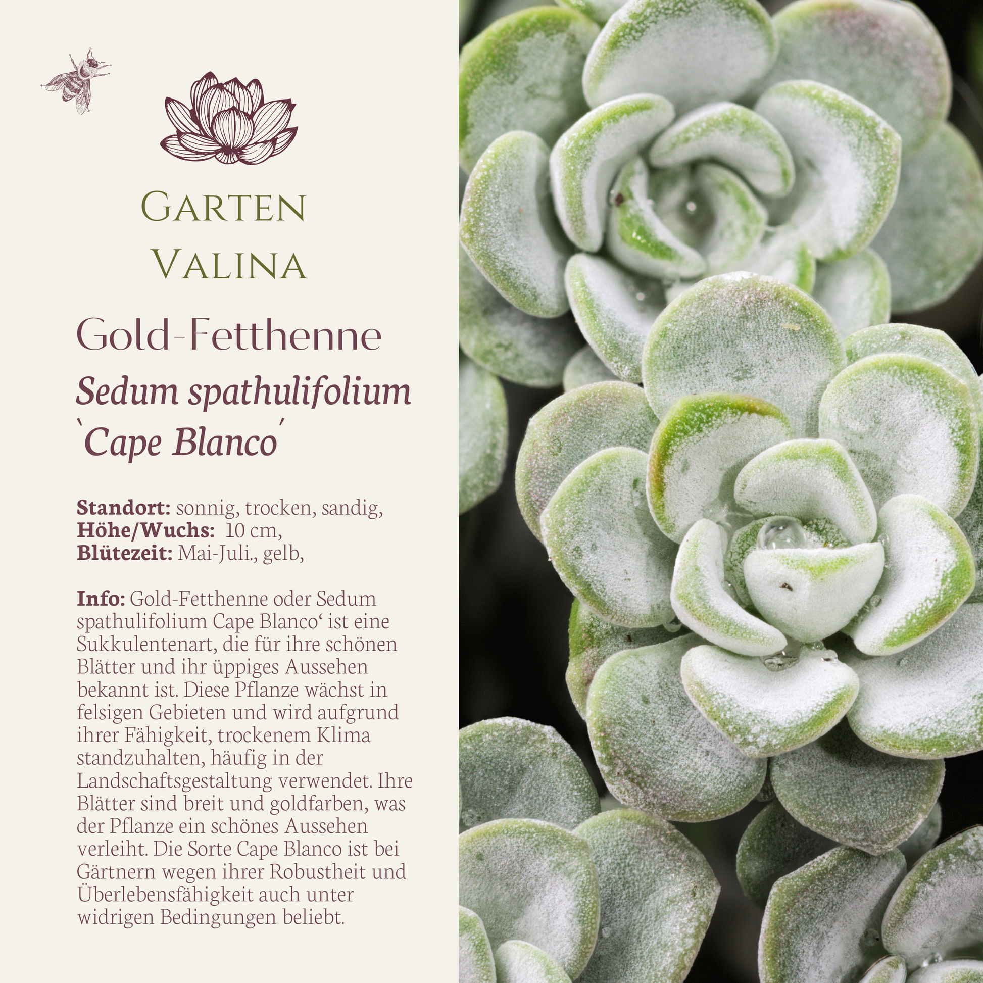 Sedum spathulifolium Gold-Fetthenne `Cape Blanco´