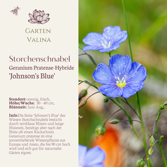 Storchenschnabel `Johnson`s Blue´