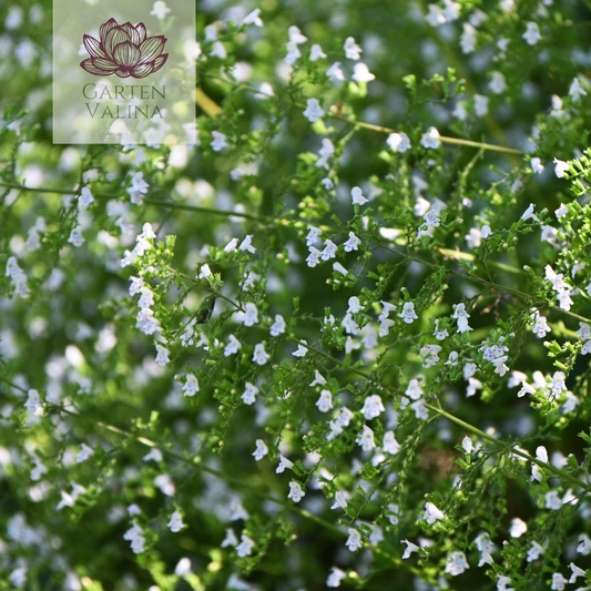 Bergminze Calamintha nepeta 'Triumphator' Steinquendel